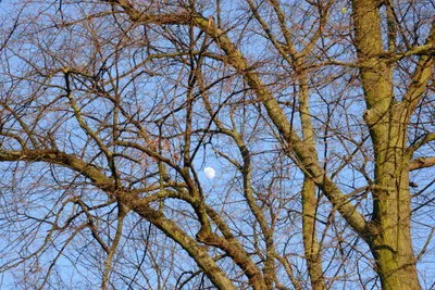 DSC_7129 (Large).JPG